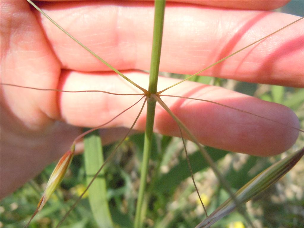 Pianta da Miseno - Avena barbata